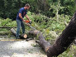 Professional Tree Services in Stewart Manor, NY