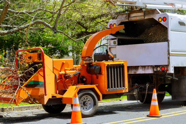 Reliable Stewart Manor, NY Tree Services Solutions