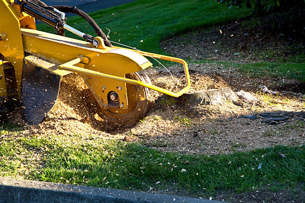 How Our Tree Care Process Works  in  Stewart Manor, NY